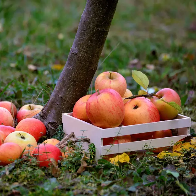 Obstbaum