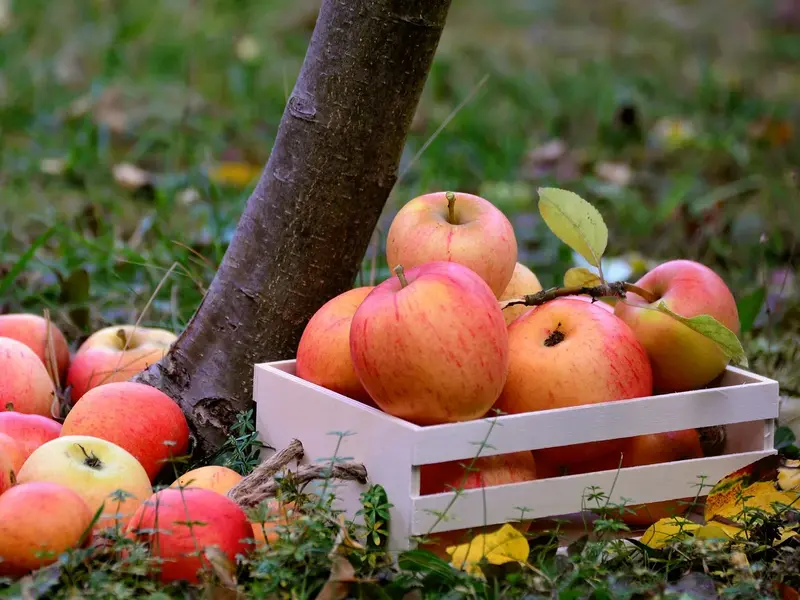 Obstbaum